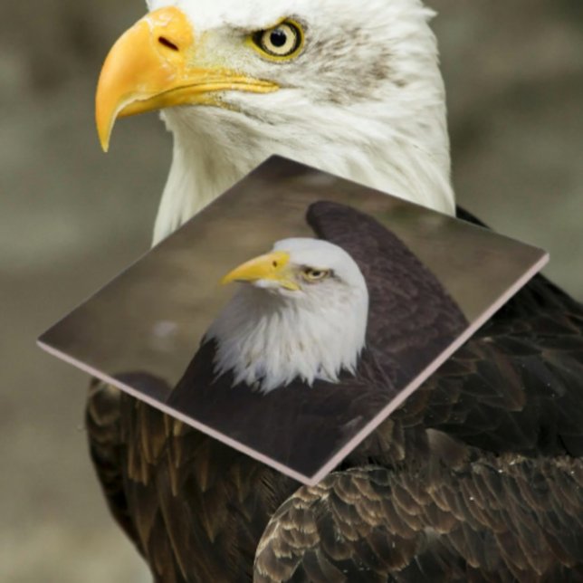 Bald Eagle Strength – Decorative Ceramic Tile (Creator Uploaded)