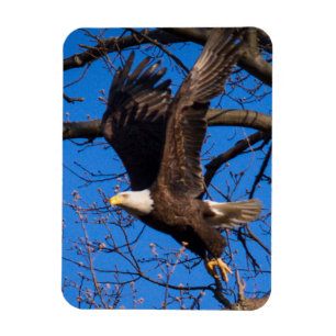 Bald Eagle Take Off Magnet