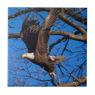 Bald Eagle Take Off Tile