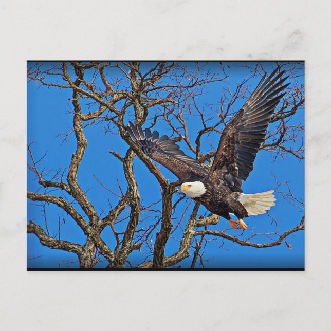 Bald Eagle taking flight Postcard (Front)
