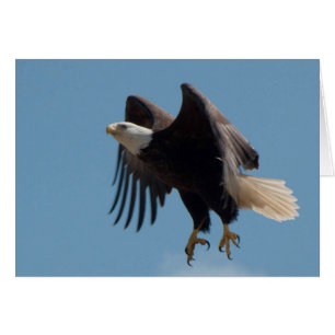 Bald Eagle Taking Flight with Claws Extended