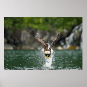 Bald Eagle The Big Catch Poster