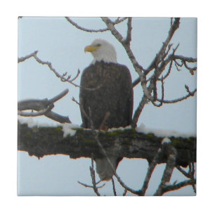 Bald Eagle Tile