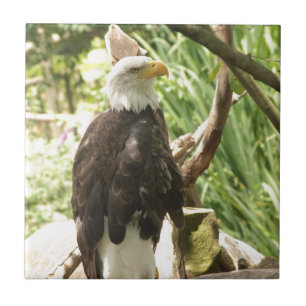 Bald Eagle Tile