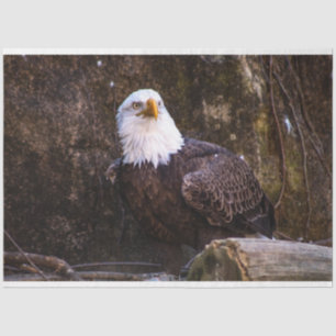 Bald Eagle Tissue Paper