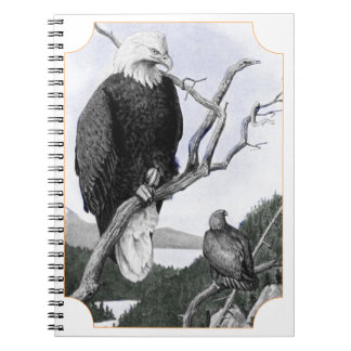 Bald Eagle Vintage Illustration Notebook