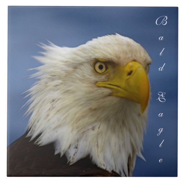 Bald Eagle Wildlife Photo Gift Tile or Trivet (Front)