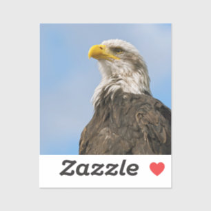 Bald Eagle Wildlife Portrait Art