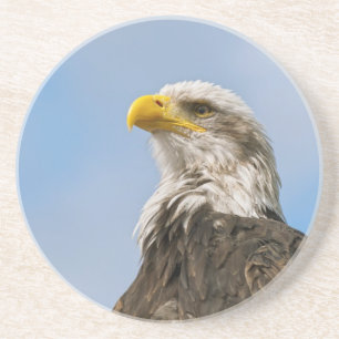 Bald Eagle Wildlife Portrait Art Coaster