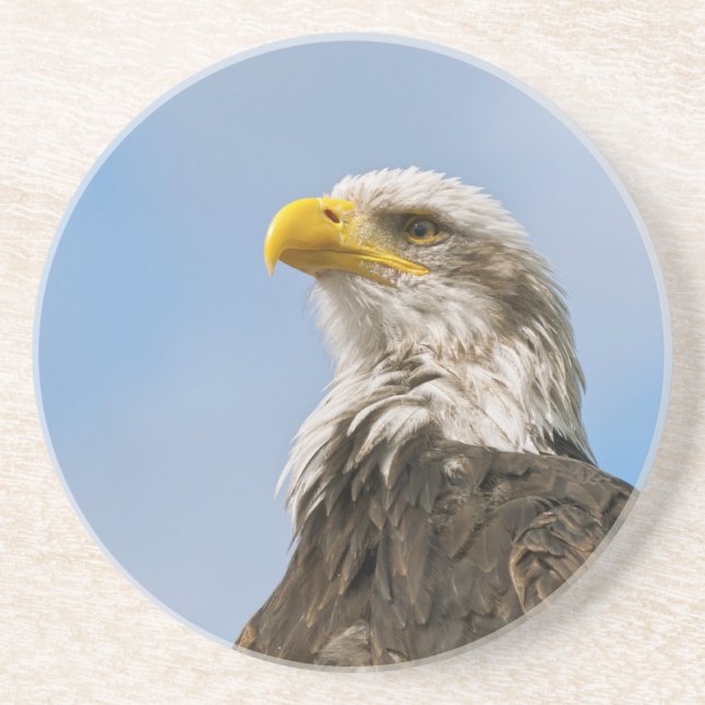 Bald Eagle Wildlife Portrait Art Coaster (Front)