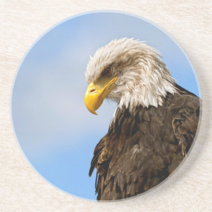Bald Eagle Wildlife Portrait Art Coaster