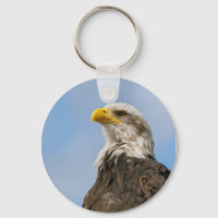 Bald Eagle Wildlife Portrait Art