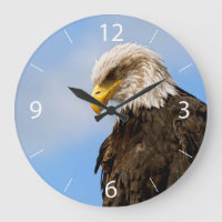 Bald Eagle Wildlife Portrait Art