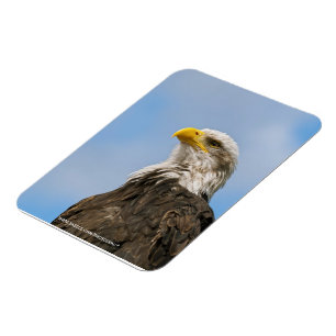 Bald Eagle Wildlife Portrait Art Magnet