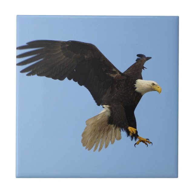 Bald Eagle Wildlife Tile (Front)
