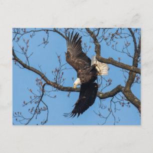 Bald Eagle Wing Drop Postcard