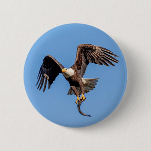 Bald Eagle with a fish 6 Cm Round Badge