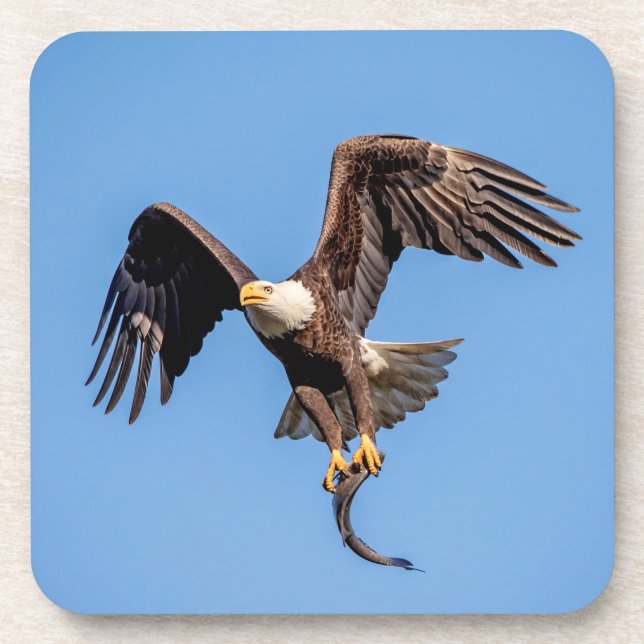 Bald Eagle with a fish Coaster (Front)
