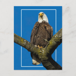 Bald Eagle With Border Postcard