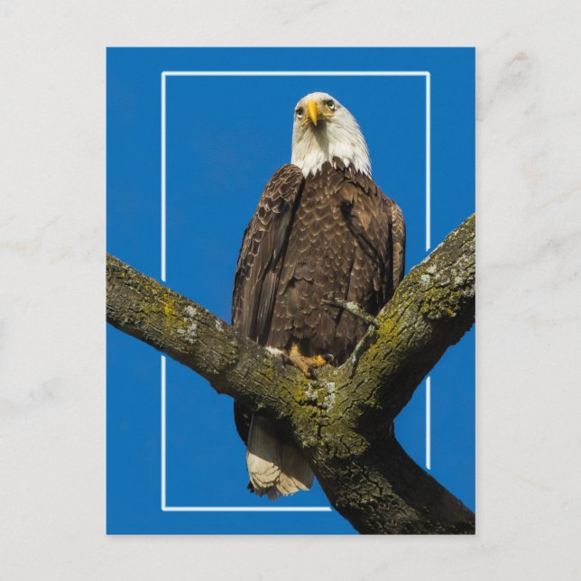 Bald Eagle With Border Postcard (Front)