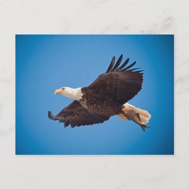 Bald Eagle With Fish Postcard (Front)