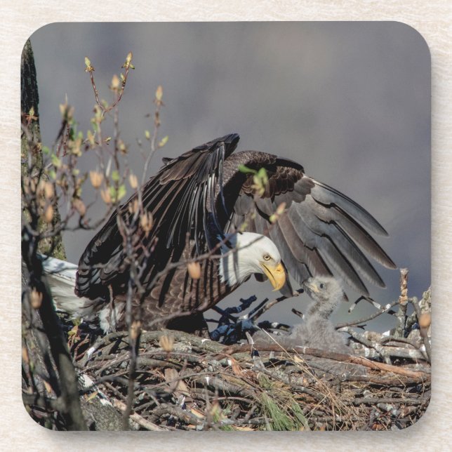 Bald Eagle with her baby Coaster (Front)