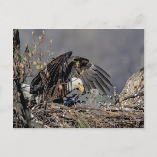 Bald Eagle with her baby Postcard