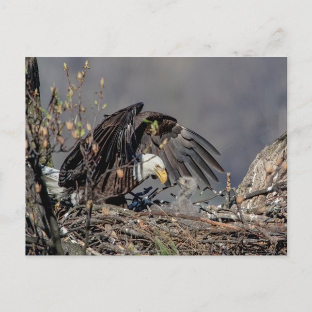 Bald Eagle with her baby Postcard (Front)