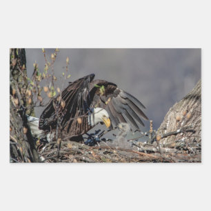 Bald Eagle with her baby Rectangular Sticker
