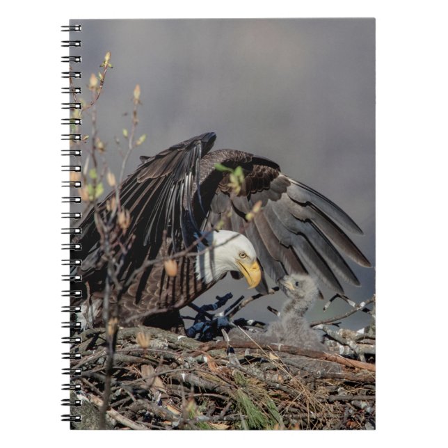 Bald Eagle with her baby Spiral Notebook (Front)