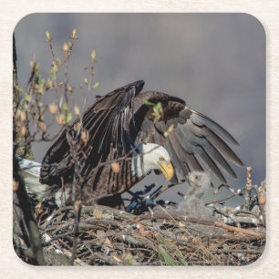 Bald Eagle with her baby Square Paper Coaster