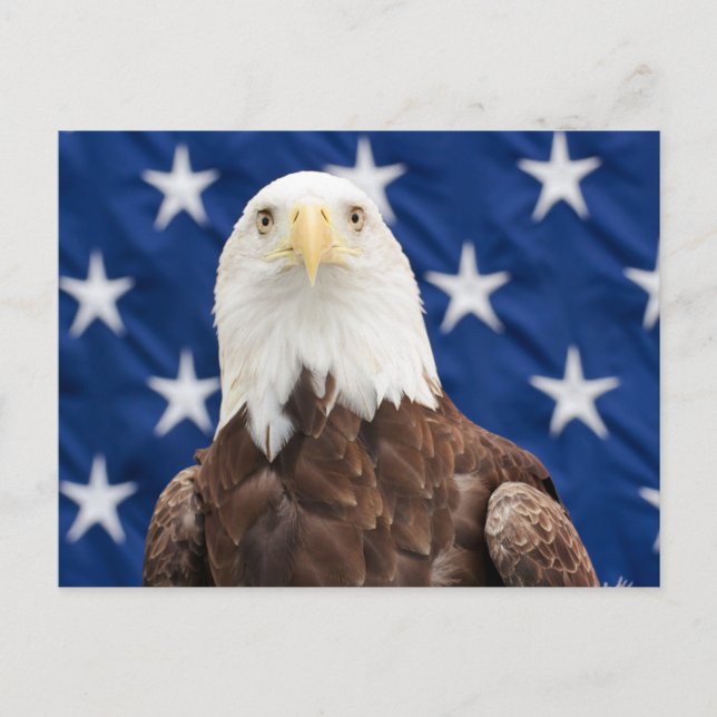 Bald Eagle with the Stars Postcard (Front)