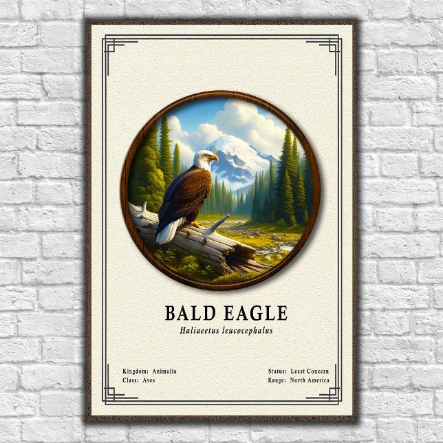 Bald Eagle Zoology Series Poster (Creator Uploaded)