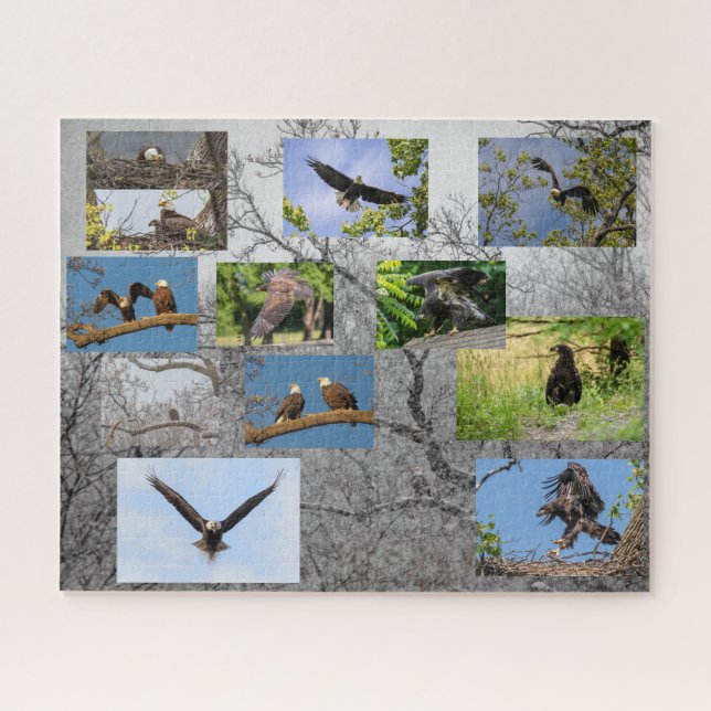 Bald Eagles, Bringing Up Junior Jigsaw Puzzle (Horizontal)