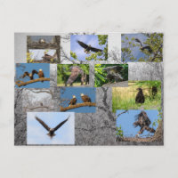 Bald Eagles, Bringing Up Junior