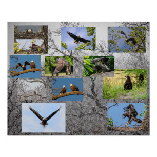 Bald Eagles, Bringing Up Junior Poster