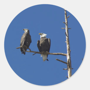 Bald Eagles Classic Round Sticker