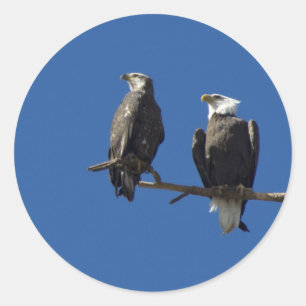 Bald Eagles Classic Round Sticker