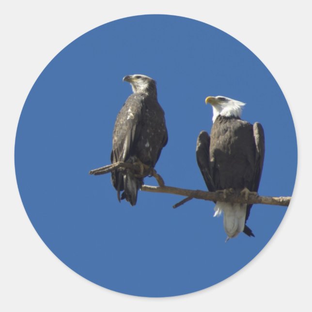 Bald Eagles Classic Round Sticker (Front)