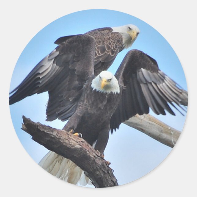 Bald Eagles Classic Round Sticker (Front)
