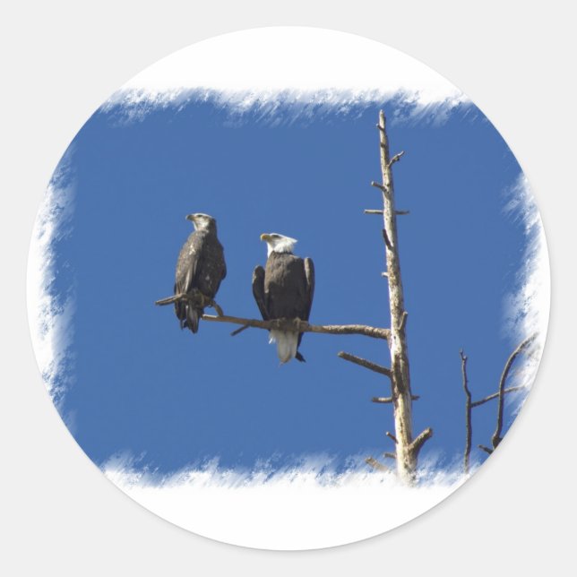Bald Eagles Classic Round Sticker (Front)