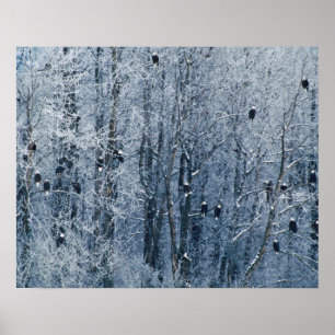 Bald Eagles (Haliaeetus leucocephalus) at the Poster