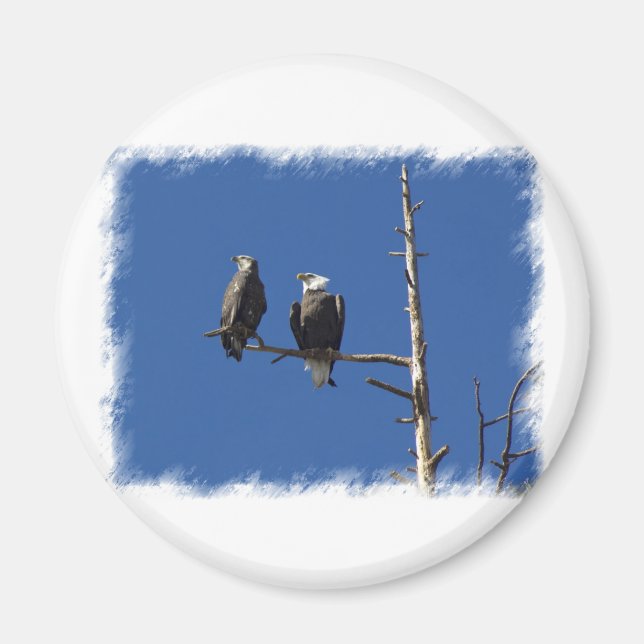 Bald Eagles Magnet (Front)