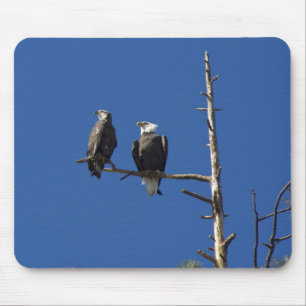 Bald Eagles Mouse Pad