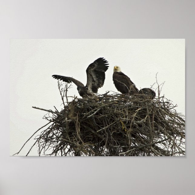Bald Eagles nesting at Islands and Ocean Visitor C Poster (Front)