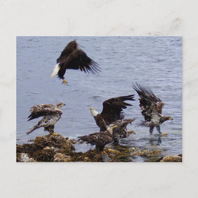 Bald Eagles on the Beach, Unalaska Island Postcard (Front)