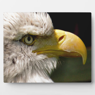 BALD EAGLES PLAQUE