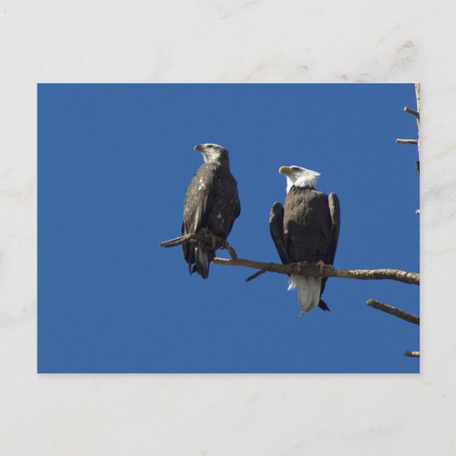 Bald Eagles Postcard (Front)