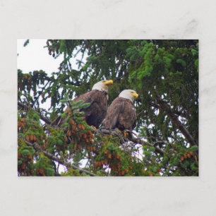 Bald Eagles Postcard