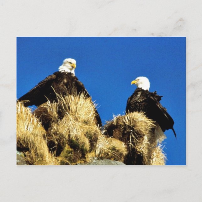 Bald Eagles Postcard (Front)